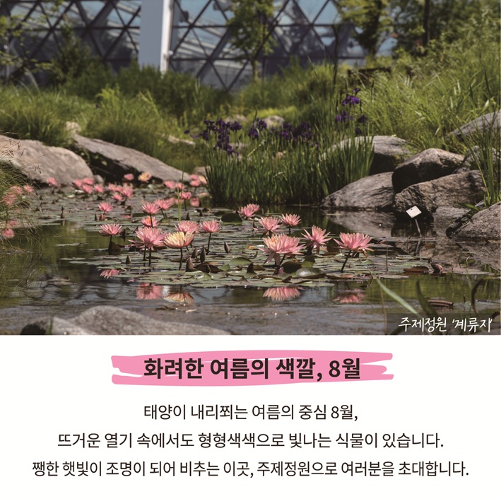 화려한 여름의 색깔, 8월
태양이 내리쬐는 여름의 중심 8월, 뜨거운 열기 솔에서도 형형색색으로 빛나는 식물이 있습니다. 쨍한 햇빛이 조명이 되어 비추는 이곳, 주제정원으로 여러분을 초대합니다.
주제정원 계류지 사진