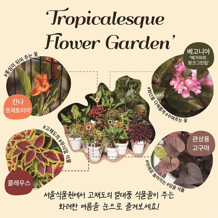 ‘Tropicalesque Flower Garden’
칸나 ‘프레토리아’ 중심이 되어 주는 꽃
베고니아 ‘메가와트 핑크그린립’ 화단을 다채롭게, 꾸며주는 꽃
관상용 고구마 아래로 늘어지는, 덩굴 식물
콜레우스 고채도의, 무늬잎 식물
서울식물원에서 고채도의 열대풍 식물들이 주는 화려한 여름을 눈으로 즐겨보세요!