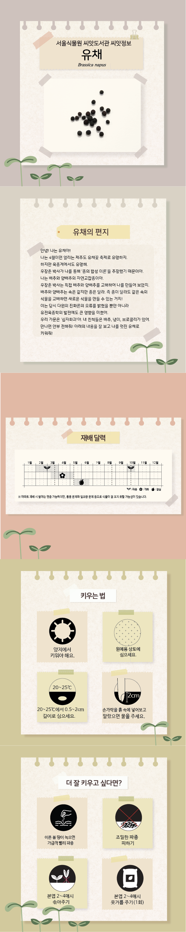 유채