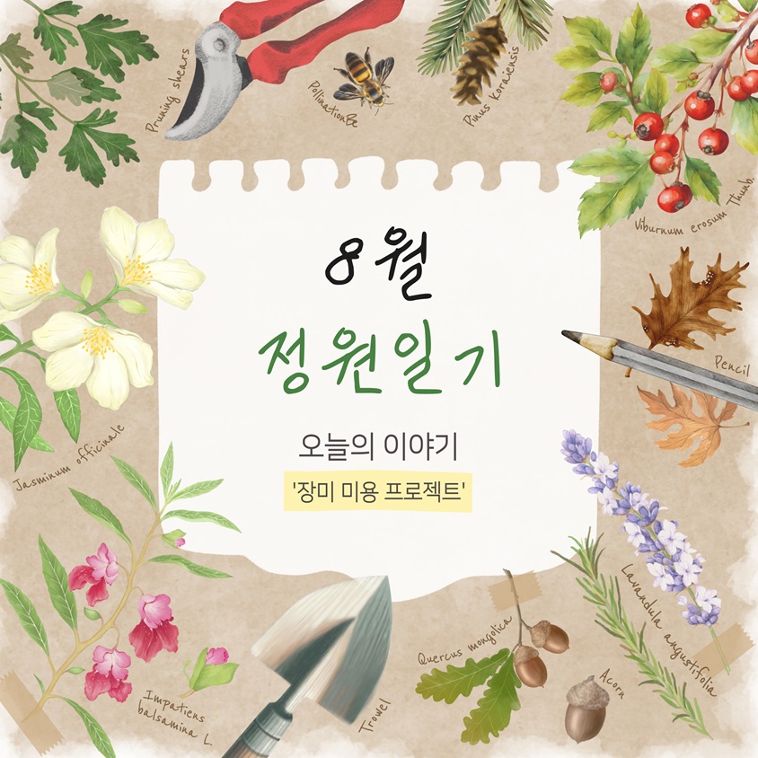 8월 정원일기 오늘의 이야기 장미 미용 프로젝트