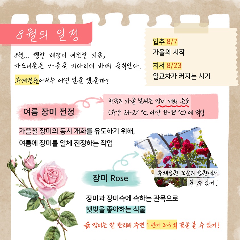 8월의 일정
8월 쨍한 태양이 여전한 지금, 가드너들은 가을을 기다리며 바삐 움직인다. 주제정원에서는 어떤 일을 했을까? 
입추 8월7일 가을의 시작
처서 8월23일 일교차가 커지는 시기
여름 장미 전정 
한국의 가을 날씨는 장미 개화 온도 주간 24에서 27도, 야간 15에서 18도에 적합
가을철 장미의 동시 개화를 유도하기 위해, 여름에 장미를 일체 전정하는 작업
장미 Rose 
주제정원 ‘오늘의 정원’에서 볼 수 있어!
장미과 장미속에 속하는 관목으로 햇빛을 좋아하는 식물
장미는 잘 관리해 주면 1년에 2에서 3회 꽃을 볼 수 있어!