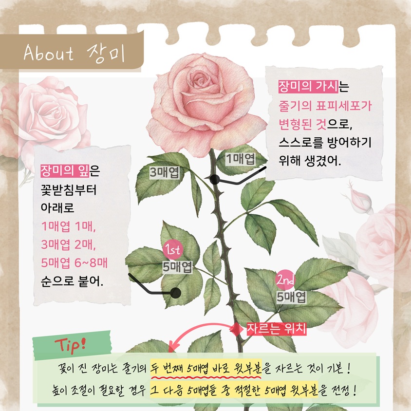 About 장미
장미의 가시는 줄기의 표피세포가 변형된 것으로 스스로를 방어하기 위해 생겼어.
장미의 잎은 꽃받침부터 아래로 1매엽 1매, 3매엽 2매, 5매엽 6에서 8매 순으로 붙어. 
Tip! 꽃이 진 장미는 줄기의 두 번째 5매엽 바로 윗부분을 자르는 것이 기본! 
높이 조절이 필요할 경우 그 다음 5매엽들 중 적절한 5매엽 윗부분을 전정!