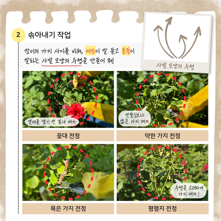 2 솎아내기 작업
장미의 가지 사이를 비워, 채광이 잘 들고 통풍이 잘되는 사발 모양의 수형을 만들어 줘!
사발 모양의 수형 참고 이미지
꽃대 전정 열매를 맺기 전 꽃대 제거
약한 가지 전정 연필심보다 얇은 가지 제거
묵은 가지 전정 
평행지 전정 수형을 고려하여 가지 제거!