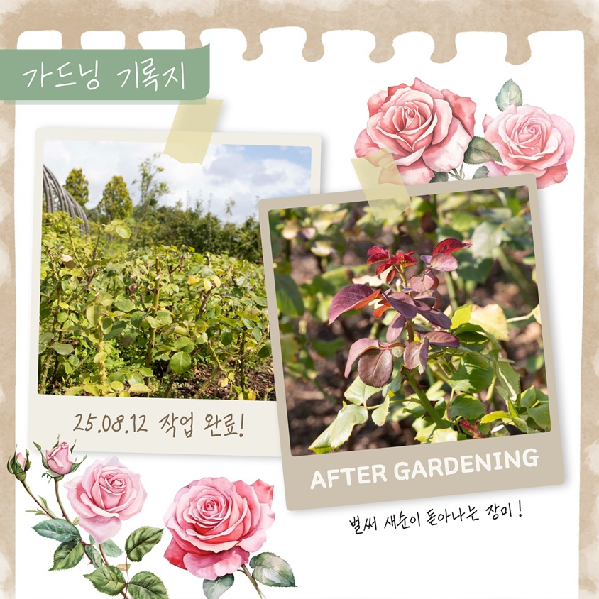 가드닝 기록지
25.08.12 작업 완료!
AFTER GARDENING 
벌써 새순이 돋아나는 장미!