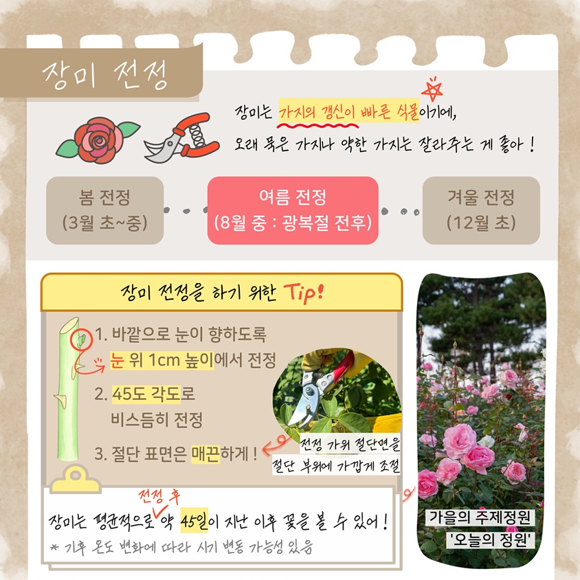 장미 전정
장미는 가지의 갱신이 빠른 식물이기에, 오래 묵은 가지나 약한 가지는 잘라주는 게 좋아!
봄 전정 3월초에서 중까지, 여름전정 8월 중 광복절 전후, 겨울 전정 12월 초
장미 전정을 하기 위한 Tip!
1. 바깥으로 눈이 향하도록 눈 위 1cm 높이에서 전정
2. 45도 각도로 비스듬히 전정
3. 절단 표면은 매끈하게! 전정 가위 절단면을 절단 부위에 가깝게 조절
장미는 평균적으로 전정 후 약 45일이 지난 이후 꽃을 볼 수 있어!
기후 온도 변화에 따라 시기 변동 가능성 있음
가을의 주제정원 ‘오늘의 정원’