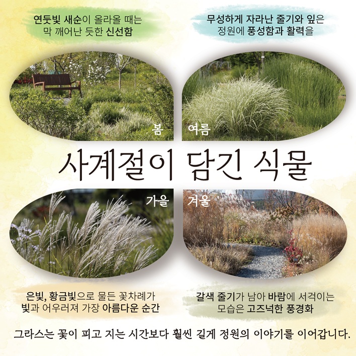 사계절이 담긴 식물
봄 연둣빛 새순이 올라올 때는 막 깨어난 듯한 신선함
여름 무성하게 자라난 줄기와 잎은 정원에 풍성함과 활력을
가을 은빛, 황금빛으로 물든 꽃차례가 빛과 어우러져 가장 아름다운 순간
겨울 갈색 줄기가 남아 바람에 서걱이는 모습은 고즈넉한 풍경화
그라스는 꽃이 피고 지는 시간보다 훨씬 길게 정원의 이야기를 이어갑니다.
