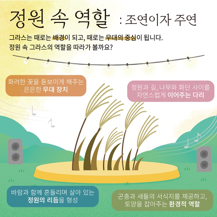 정원 속 역할: 조연이자 주연
그라스는 때로는 배경이 되고, 때로는 무대의 중심이 됩니다.
정원 속 그라스의 역할을 따라가 볼까요?
화려한 꽃을 돋보이게 해주는 은은한 무대 장치
정원과 길, 나무와 화단 사이를 자연스럽게 이어주는 다리
바람과 함께 흔들리며 살아 있는 정원의 리듬을 형성
곤충과 새들의 서식지를 제공하고, 토양을 잡아주는 환경적 역할