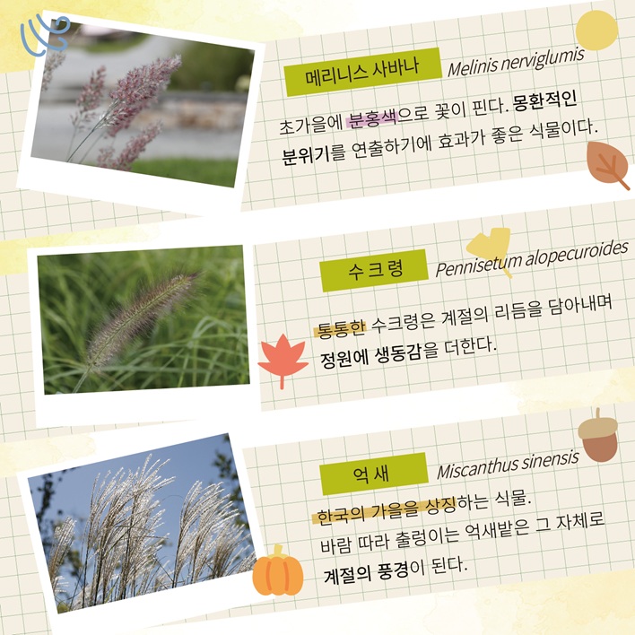 메리니스 사바나 초가을에 분홍색으로 꽃이 핀다. 몽환적인 분위기를 연출하기에 효과가 좋은 식물이다.
수크령 통통한 수크령은 계절의 리듬을 담아내며 정원에 생동감을 더한다.
억새 한국의 가을을 상징하는 식물. 바람 따라 출렁이는 억새밭은 그 자체로 계절의 풍경이 된다.