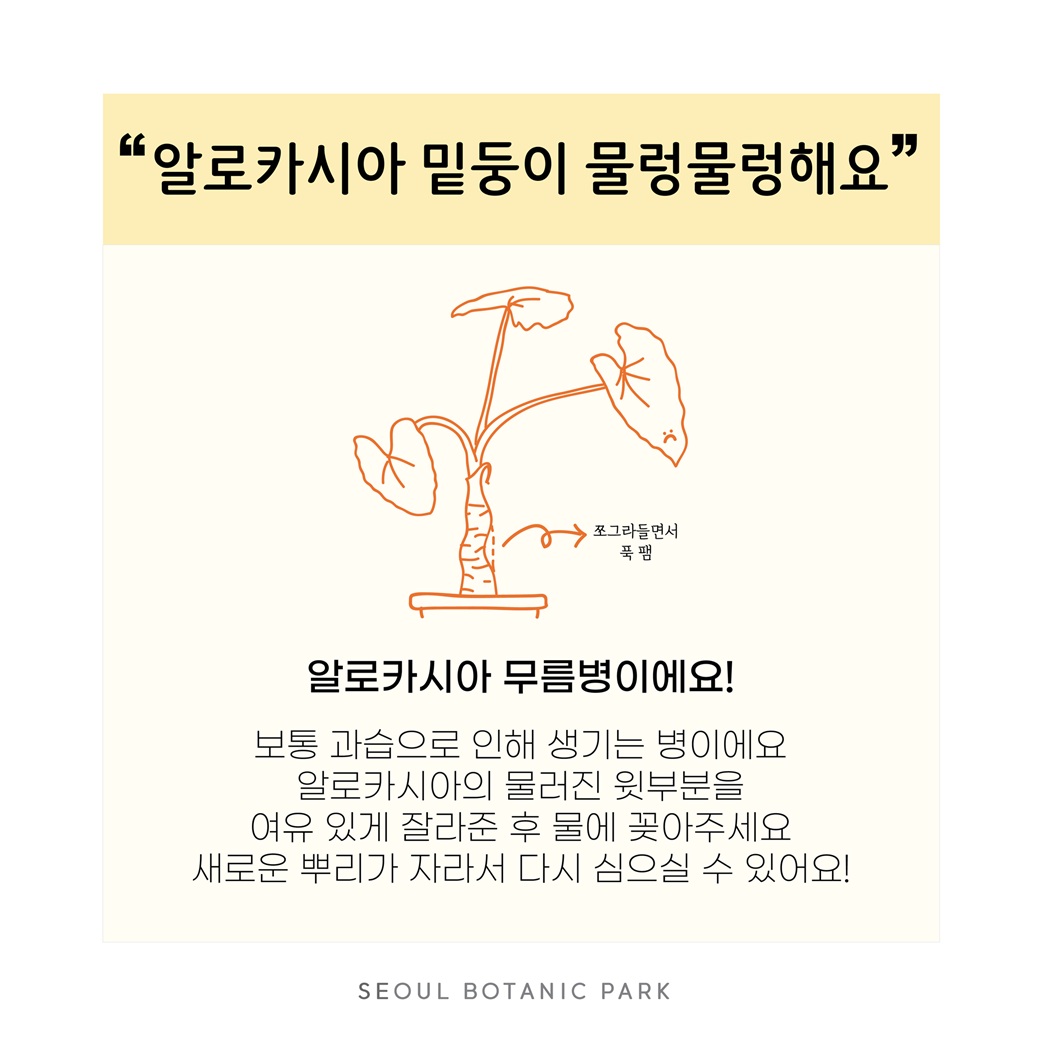 Q54. 알로카시아 밑둥이 물렁물렁해요.

“알로카시아 밑둥이 물렁물렁해요”
알로카시아 그림 쪼그라들면서 푹 팸
알로카시아 무름병이에요!
보통 과습으로 인해 생기는 병이에요. 알로카시아의 물러진 윗부분을 여유 있게 잘라준 후 물에 꽂아주세요. 새로운 뿌리가 자라서 다시 심으실 수 있어요!
SEOUL BOTANIC PARK