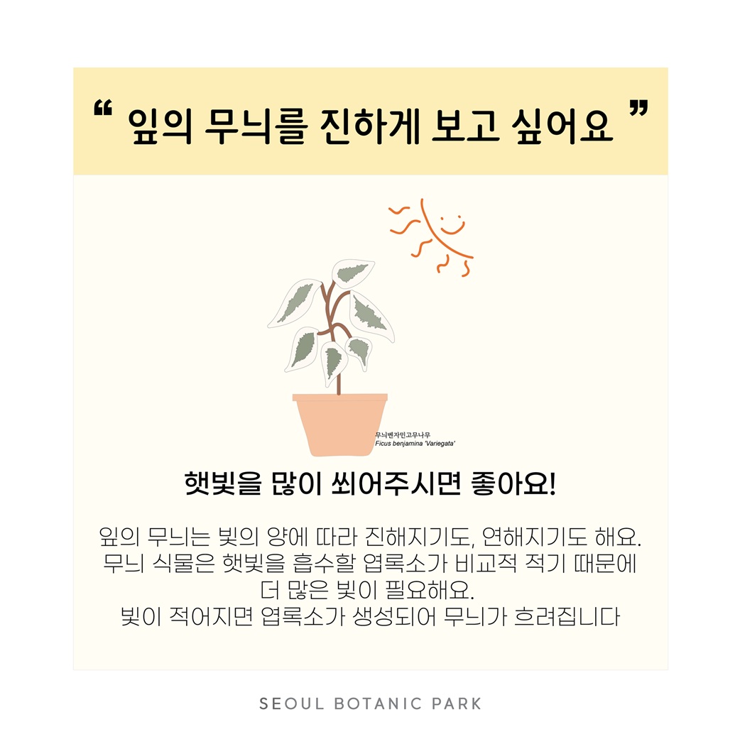Q53. 잎의 무늬를 진하게 보고 싶어요
무늬벤자민고무나무 그림
햇빛을 많이 쐬어주시면 좋아요!
잎의 무늬는 빛의 양에 따라 진해지기도, 연해지기도 해요. 무늬 식물은 햇빛을 흡수할 엽록소가 비교적 적기 때문에 더 많은 빛이 필요해요. 빛이 적어지면 엽록소가 생성되어 무늬가 흐려집니다. SEOUL BOTANIC PARK