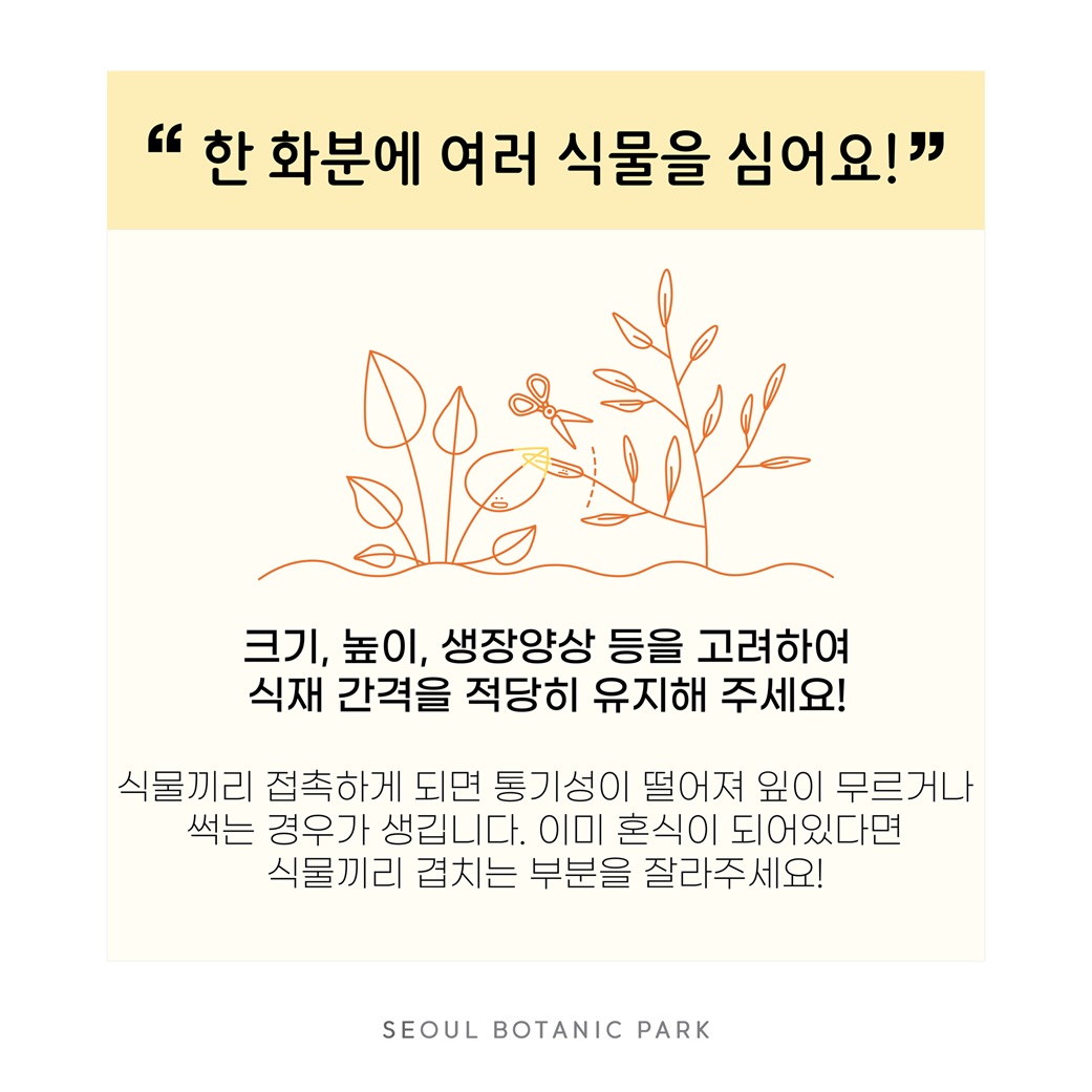 Q23. 한 화분에 여러 식물을 심어요!
크기, 높이, 생장양상 등을 고려하여 식재 간격을 적당히 유지해 주세요!
식물끼리 접촉하게 되면 통기성이 떨어져 잎이 무르거나 썩는 경우가 생깁니다. 이미 혼식이 되어있다면 식물끼리 겹치는 부분을 잘라주세요! SEOUL BOTANIC PARK