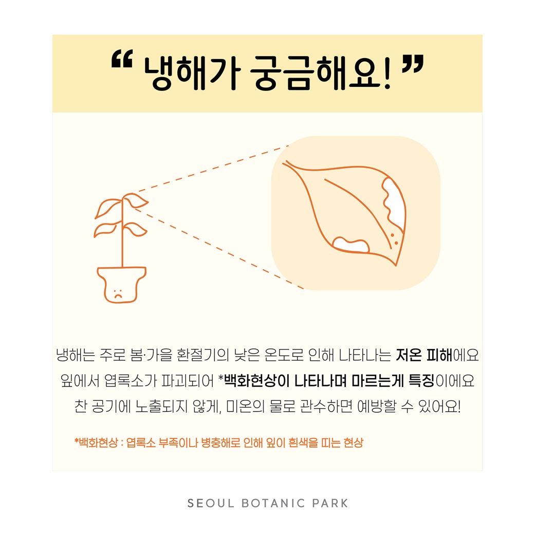 Q21. 냉해가 궁금해요
냉해는 주로 봄, 가을 환절기의 낮은 온도로 인해 나타나는 저온 피해에요. 잎에서 엽록소가 파괴되어 백화현상이 나타나며 마르는 게 특징이에요. 찬 공기에 노출되지 않게, 미온의 물로 관수하면 예방할 수 있어요! 
백화현상: 엽록소 부족이나 병충해로 인해 잎이 흰색을 띠는 현상
SEOUL BOTANIC PARK