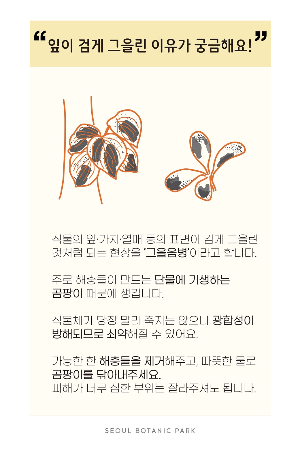 Q20. 잎이 검게 그을린 이유가 궁금해요!
식물의 잎, 가지, 열매 등의 표면이 검게 그을린 것처럼 되는 현상을 ‘그을음병’이라고 합니다. 주로 해충들이 만드는 단물에 기생하는 곰팡이 때문에 생깁니다. 식물체가 당장 말라 죽지는 않으나 광합성이 방해되므로 쇠약해질 수 있어요. 가능한 한 해충들을 제거해주고, 따뜻한 물로 곰팡이를 닦아내 주세요. 피해가 너무 심한 부위는 잘라주셔도 됩니다.
SEOUL BOTANIC PARK