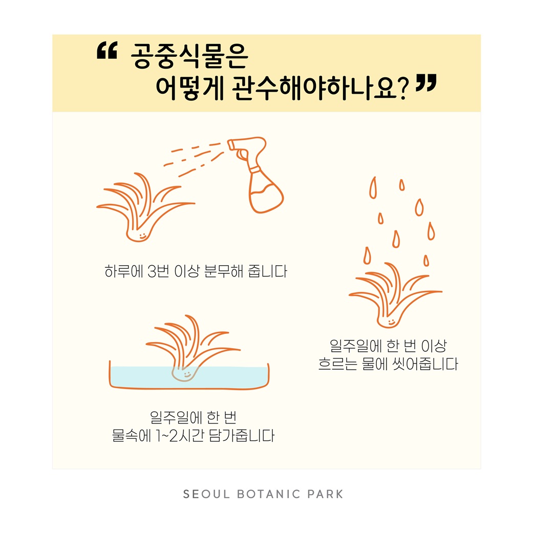 Q19. 공중식물은 어떻게 관수해야 하나요?
하루에 3번 이상 분무해 줍니다. 
일주일에 한 번 이상 흐르는 물에 씻어줍니다.
일주일에 한 번 물속에 1-2시간 담가줍니다.
SEOUL BOTANIC PARK