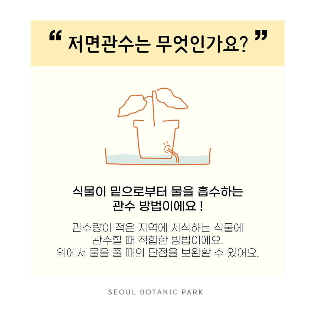 Q16. 저면관수는 무엇인가요?
식물이 밑으로부터 물을 흡수하는 관수 방법이에요!
관수량이 적은 지역에 서식하는 식물에 관수할 때 적합한 방법이에요. 위에서 물을 줄 때의 단점을 보완할 수 있어요.
SEOUL BOTANIC PARK