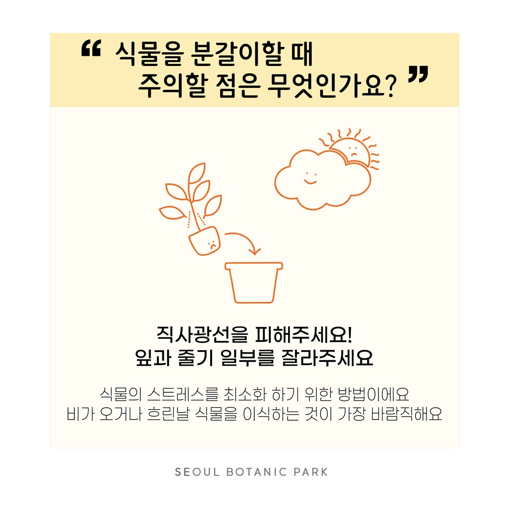 Q15. 식물을 분갈이 할 때 주의할 점은 무엇인가요?
직사광선을 피해주세요! 잎과 줄기 일부를 잘라주세요.
식물의 스트레스를 최소화 하기 위한 방법이에요. 비가 오거나 흐린날 식물을 이식하는 것이 가장 바람직해요.
SEOUL BOTANIC PARK