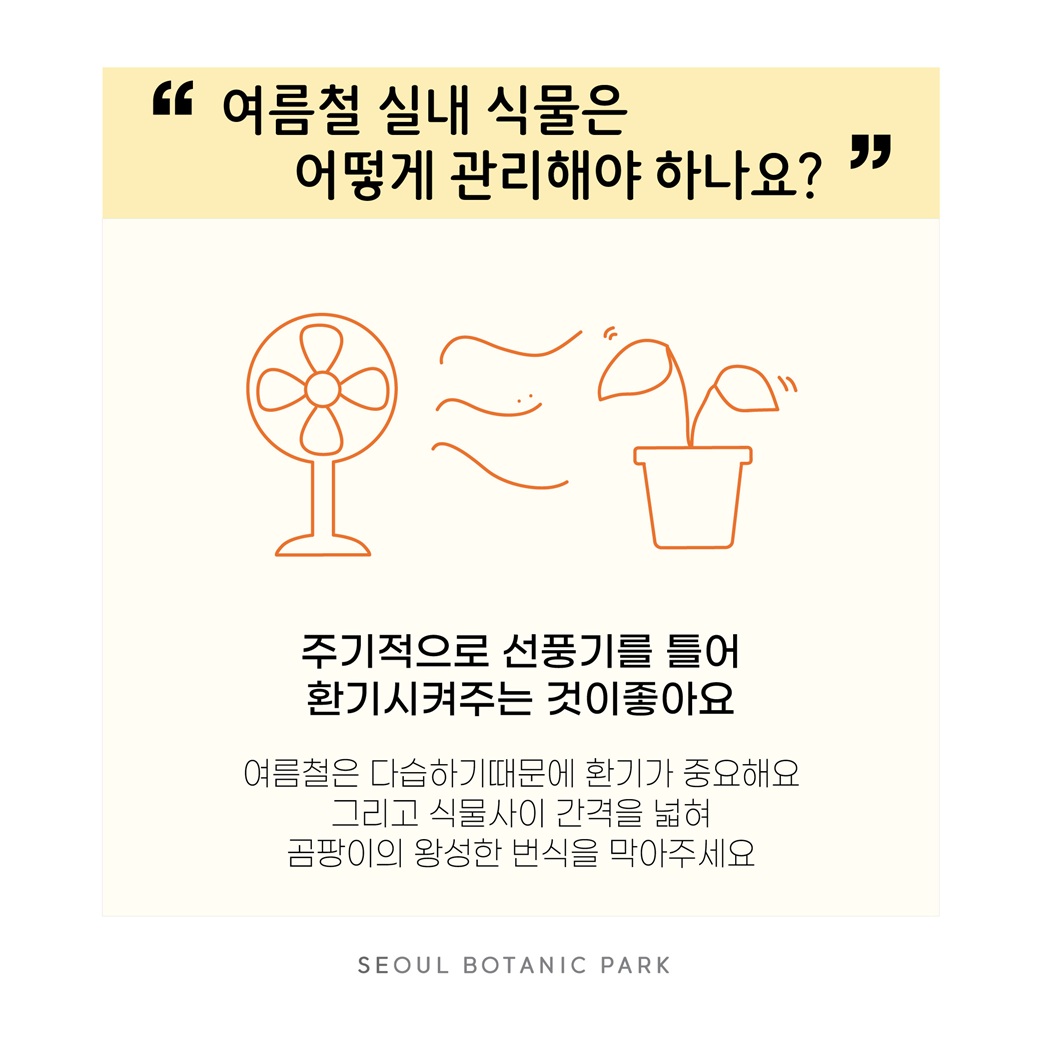 Q12. 여름철 실내 식물은 어떻게 관리해야 하나요?
주기적으로 선풍기를 틀어 환기시켜주는 것이 좋아요.
여름철은 다습하기 때문에 환기가 중요해요. 그리고 식물 사이 간격을 넓혀 곰팡이의 왕성한 번식을 막아주세요.
SEOUL BOTANIC PARK