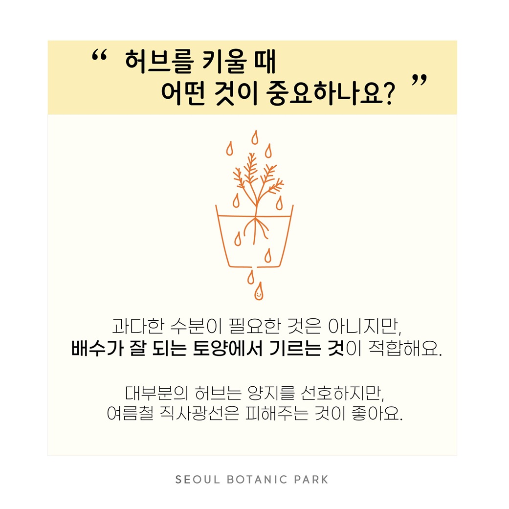 Q10. 허브를 키울 때 어떤 것이 중요하나요?
과다한 수분이 필요한 것은 아니지만, 배수가 잘 되는 토양에서 기르는 것이 적합해요.
대부분의 허브는 양지를 선호하지만, 여름철 직사광선은 피해주는 것이 좋아요.
SEOUL BOTANIC PARK
