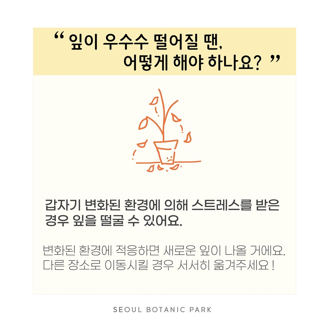 Q9. 잎이 우수수 떨어질 땐, 어떻게 해야 하나요?
갑자기 변화된 환경에 의해 스트레스를 받은 경우 잎을 떨굴 수 있어요.
변화된 환경에 적응하면 새로운 잎이 나올 거에요. 다른 장소로 이동시킬 경우 서서히 옮겨주세요!
SEOUL BOTANIC PARK