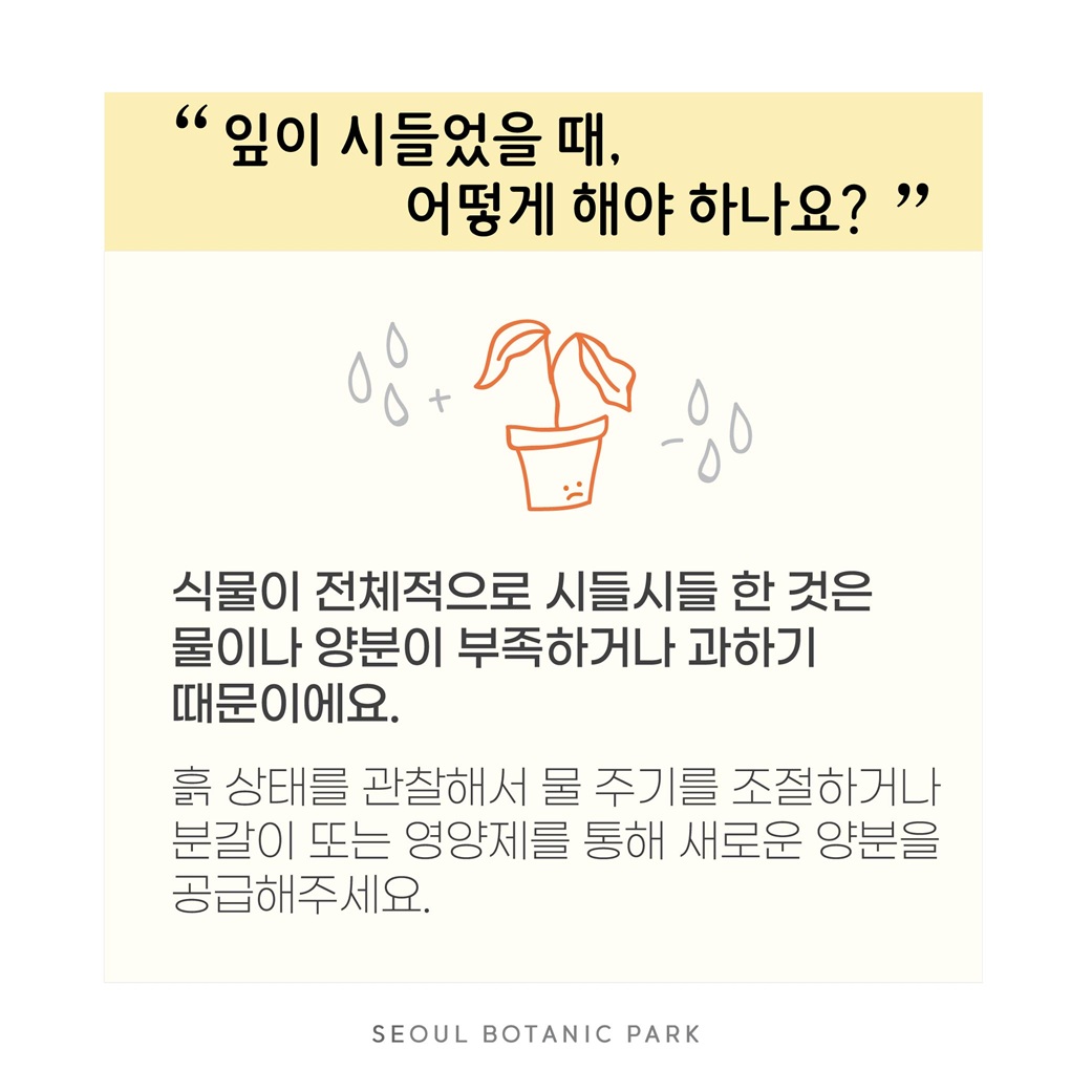 Q8. 잎이 시들었을 때 어떻게 해야 하나요?
식물이 전체적으로 시들시들 한 것은 물이나 양분이 부족하거나 과하기 때문이에요.
흙 상태를 관찰해서 물 주기를 조절하거나 분갈이 또는 영양제를 통해 새로운 양분을 공급해주세요.
SEOUL BOTANIC PARK