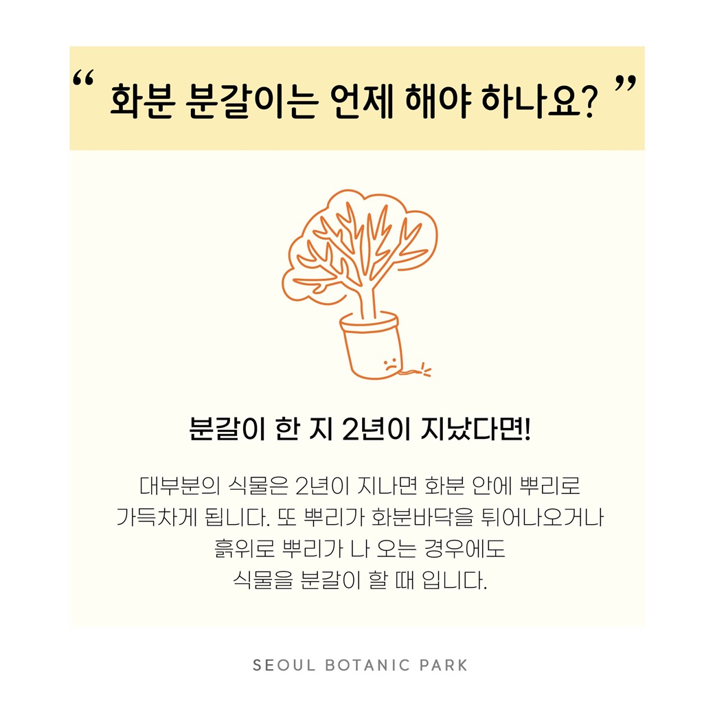 화분분갈이는 언제 해야 하나요