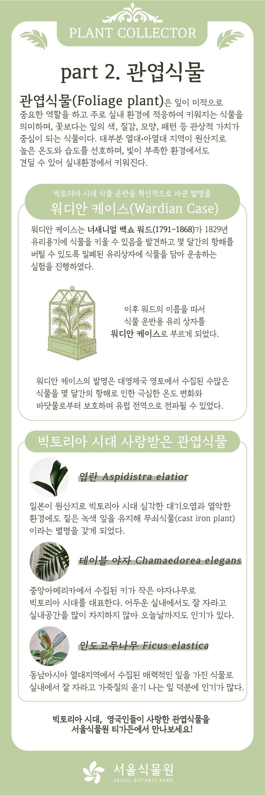 PLANT COLLECTOR Part2. 관엽식물
관엽식물(foliage plants)은 잎이 미적으로 중요한 역할을 하고 주로 실내 환경에 적응하여 키워지는 식물을 의미하여, 꽃보다는 잎의 색, 질감, 모양, 패턴 등 관상적 가치가 중심이 되는 식물이다. 대부분 열대, 아열대 지역이 원산지로 높은 온도와 습도를 선호하며, 빛이 부족한 환경에서도 견딜 수 있어 실내환경에서 키워진다.
빅토리아 시대 식물 운반을 혁신적으로 바꾼 발명품 워디언 케이스(Wardian Case)
워디언 케이스는 너새니얼 백쇼 워드(1791-1868)가 1829년 유리용기에 식물을 키울 수 있음을 발견하고 몇 달간의 항해를 버틸 수 있도록 밀폐된 유리상자에 식물을 담아 운송하는 실험을 진행하였다. 이후 워드의 이름을 따서 식물 운반용 유리상자를 워디언 케이스로 부르게 되었다. 워디언 케이스의 발명은 대영제국 영토에서 수집된 수많은 식물을 몇 달간의 항해로 인한 극심한 온도 변화와 바닷물로부터 보호하며 유럽 전역으로 전파될 수 있었다.
빅토리아 시대 사랑받은 관엽식물
엽란 Aspidistra elatior: 일본이 원산지로 빅토리아 시대 심각한 대기오염과 열악한 환경에도 짙은 녹색 잎을 유지해 무쇠식물(cast iron plant)이라는 별명을 갖게 되었다.
테이블 야자 Chamaedora Elegans: 중앙아메리카에서 수집된 키가 작은 야자나무로 빅토리아 시대를 대표한다. 어두운 실내에서도 잘 자라고 실내공간을 많이 차지하지 않아 오늘날까지도 인기가 있다.
인도고무나무 Ficus elastica: 동남아시아 열대지역에서 수집된 매력적인 잎을 가진 식물로 실내에서 잘 자라고 가죽질의 윤기 나는 잎 덕분에 인기가 많다.
빅토리아 시대, 영국인들이 사랑한 관엽식물을 서울식물원 티가든에서 만나보세요!
서울식물원