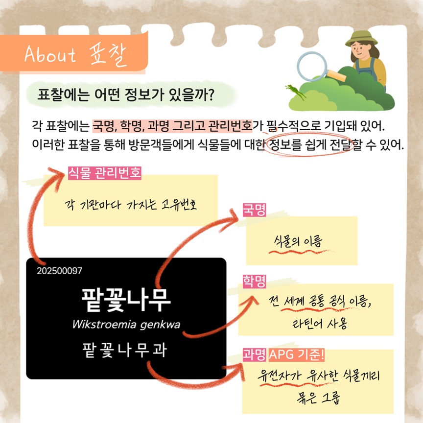 About 표찰
표찰에는 어떤 정보가 있을까?
각 표찰에는 국명, 학명, 과명 그리고 관리번호가 필수적으로 기입돼 있어. 이러한 표찰을 통해 방문객들에게 식물들에 대한 정보를 쉽게 전달할 수 있어.
식물 관리번호: 각 기관마다 가지는 고유번호
국명: 식물의 이름
학명: 전 세계 공통 공식 이름, 라틴어 사용
과명 APG 기준: 유전자가 유사한 식물끼리 묶은 큰 그룹