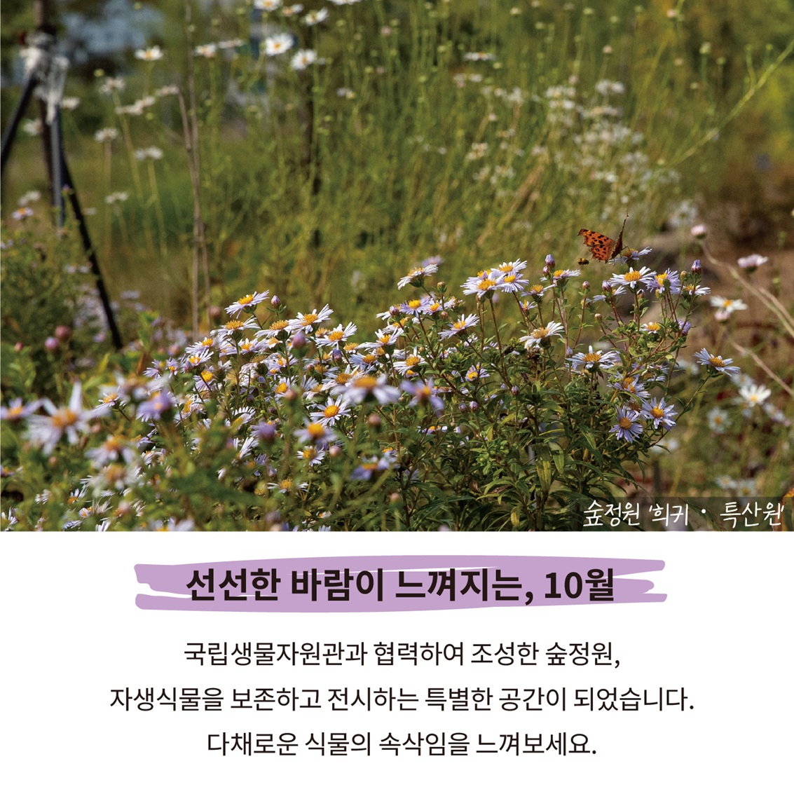 숲 정원 ‘희귀·특산원’ 전경사진
선선한 바람이 느껴지는, 10월
국립생물자원관과 협력하여 조성한 숲정원,
자생식물을 보존하고 전시하는 특별한 공간이 되었습니다.
다채로운 식물의 속삭임을 느껴보세요.
