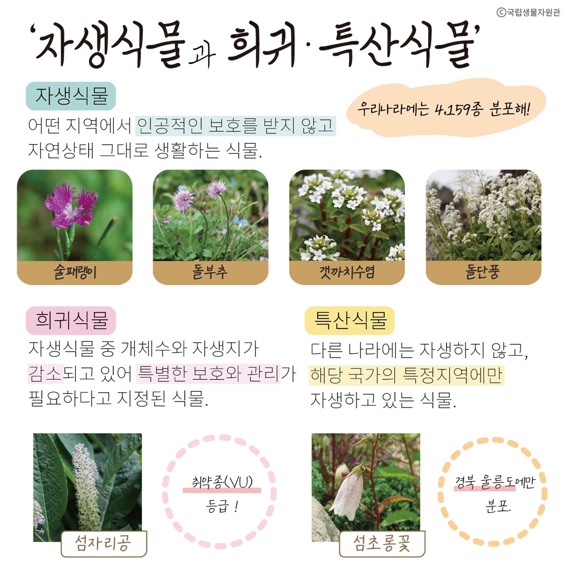 Copyright 국립생물자원관
‘자생식물과 희귀·특산식물’
자생식물: 어떤 지역에서 인공적인 보호를 받지 않고 자연생태 그대로 생활하는 식물. 우리나라에는 4,159종 분포해!
술패랭이, 돌부추, 갯까치수염, 돌단풍
희귀식물: 자생식물 중 개체수와 자생지가 감소되고 있어 특별한 보호와 관리가 필요하다고 지정된 식물.
섬자리공: 취약종(VU) 등급!
특산식물: 다른 나라에는 자생하지 않고, 해당 국가의 특정지역에만 자생하고 있는 식물.
섬초롱꽃: 경북 울릉도에만 분포.