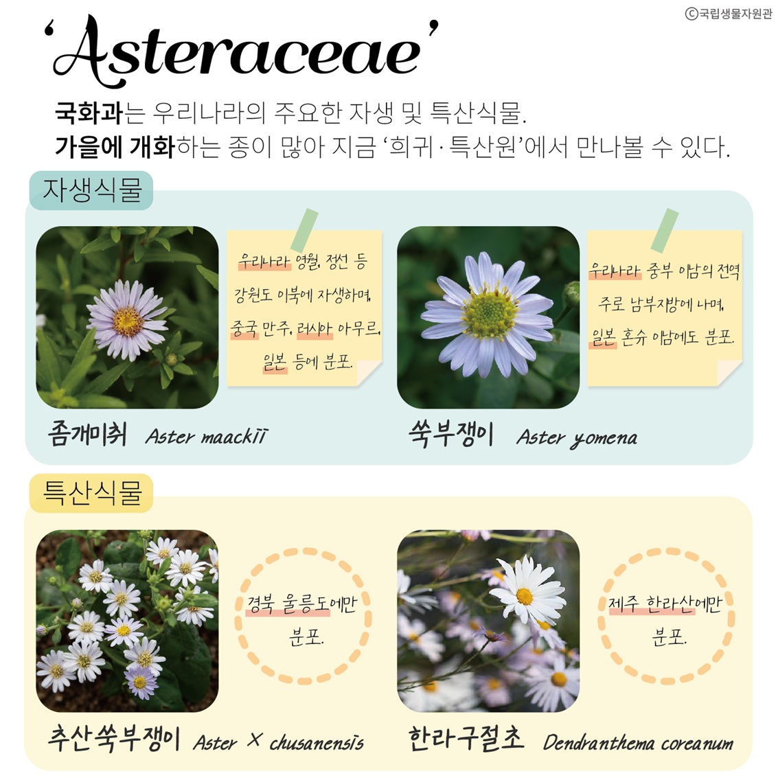 ‘Asteraceae’
국화과는 우리나라의 주요한 자생 및 특산식물. 가을에 개화하는 종이 많아 지금 ‘희귀·특산원’에서 만나볼 수 있다.
자생식물
좀개미취: 우리나라 영월, 정선 등 강원도 이북에 자생하며, 중국 만주, 러시아 아무르, 일본 등에 분포.
쑥부쟁이: 우리나라 중부 이남의 전역 주로 남부지방에 나며, 일본 혼슈 이남에도 분포.
특산식물
추산 쑥부쟁이: 경북 울릉도에만 분포.
한라 구절초: 제주 한라산에만 분포.