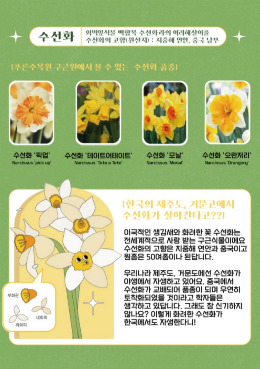 05.봄과 함께, 구근(수선화)_2.jpg