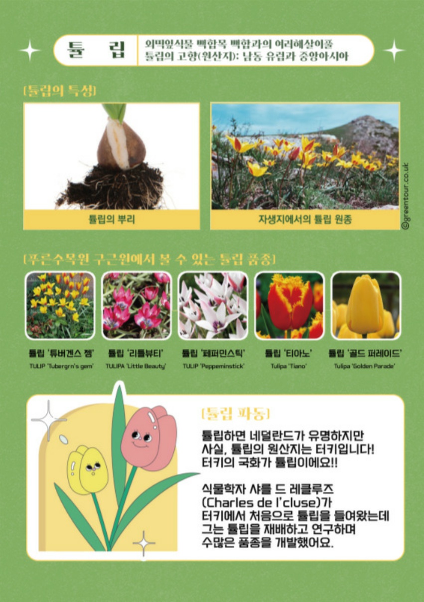 06.봄과 함께, 구근(튤립)_2.jpg