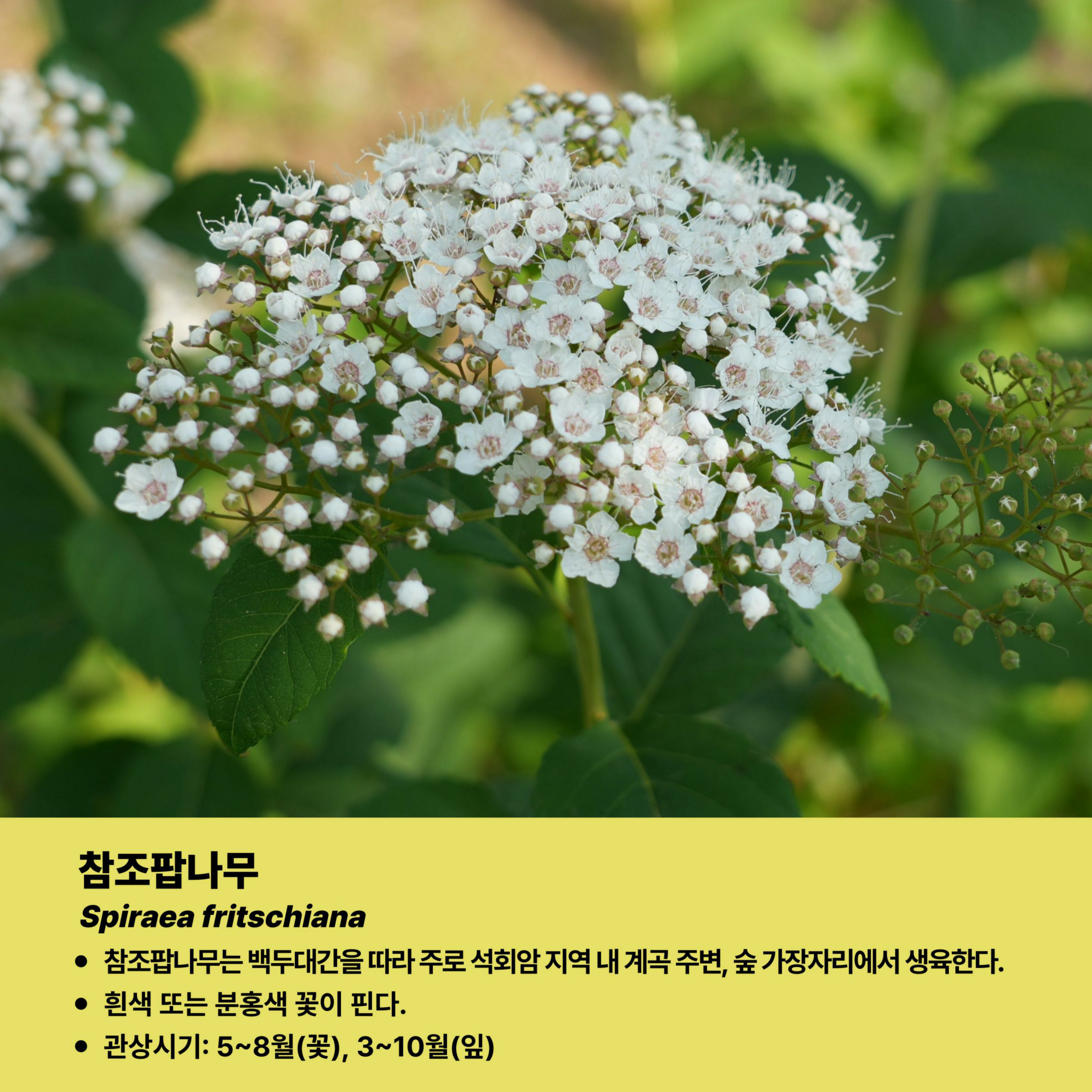09.조팝나무속식물탐험_추천식물8종_4.jpg