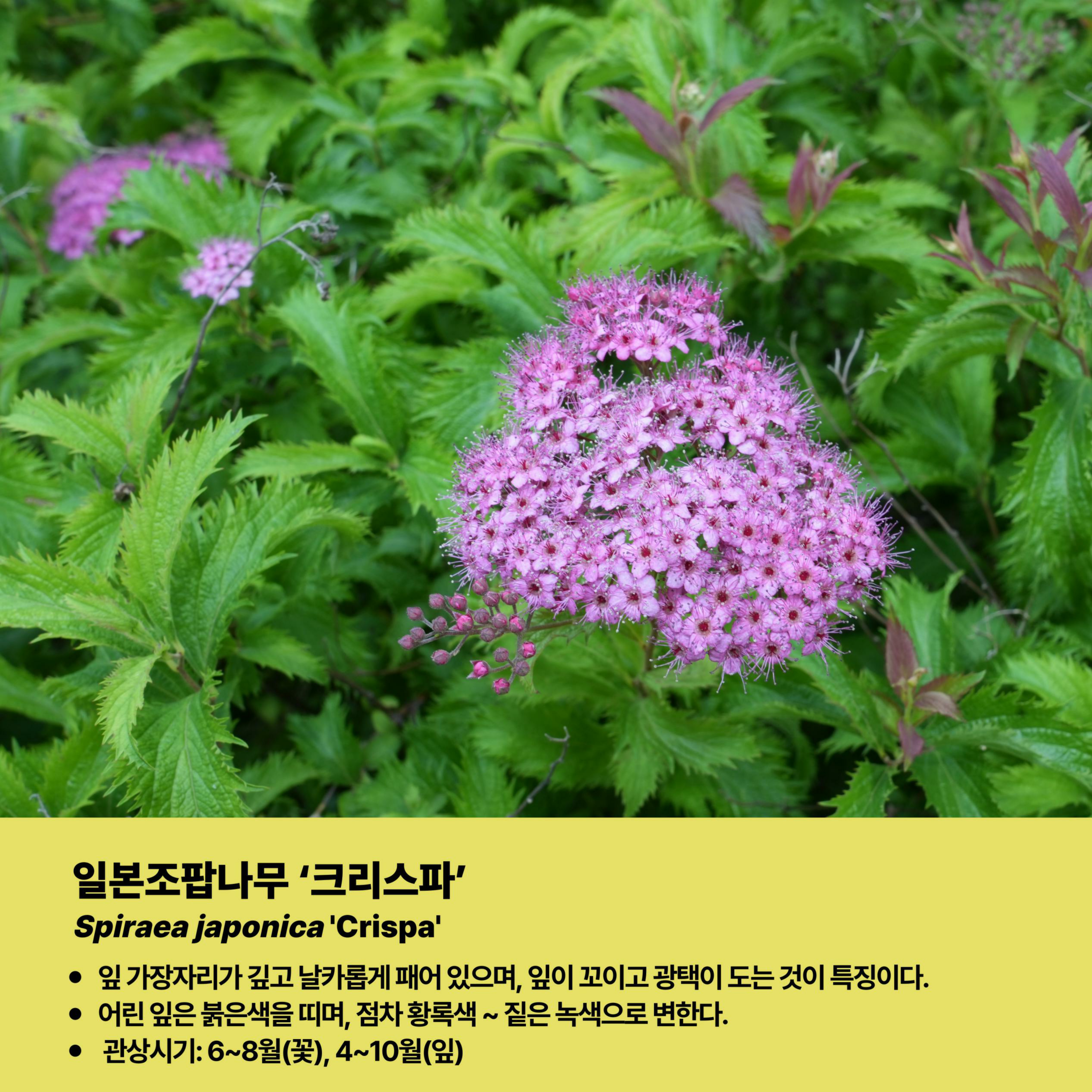 09.조팝나무속식물탐험_추천식물8종_7.jpg