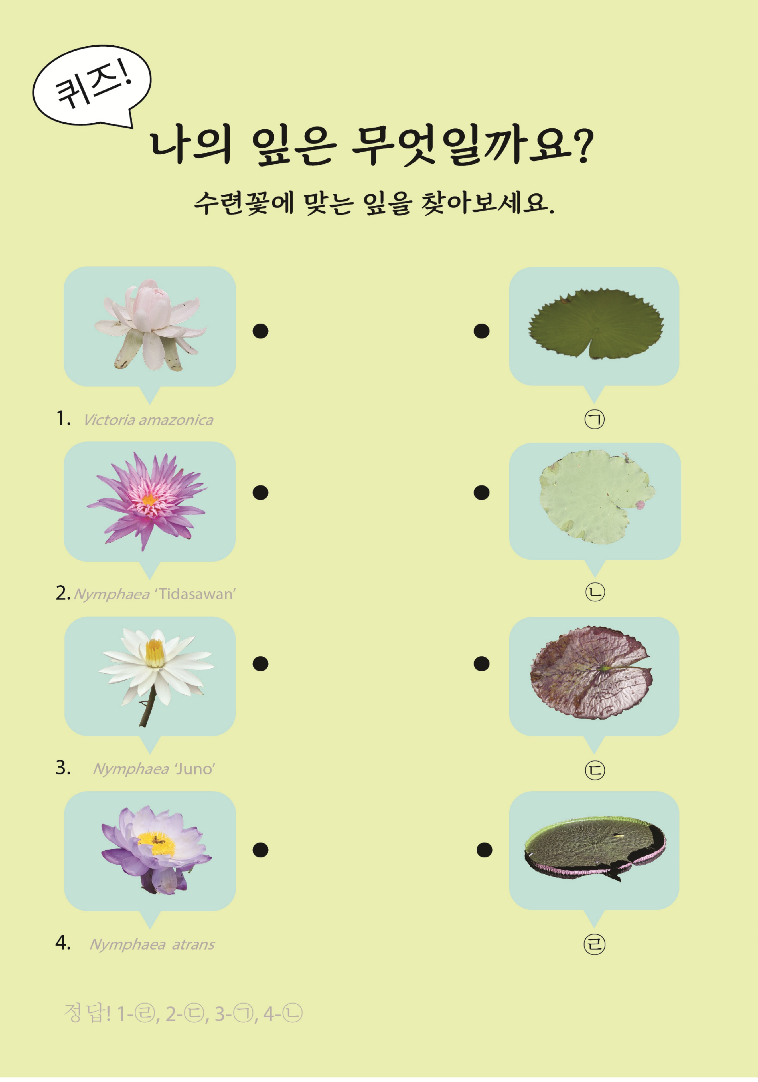 10.정원탐험_물의 정원, 연꽃과 수련의 초대_4.jpg