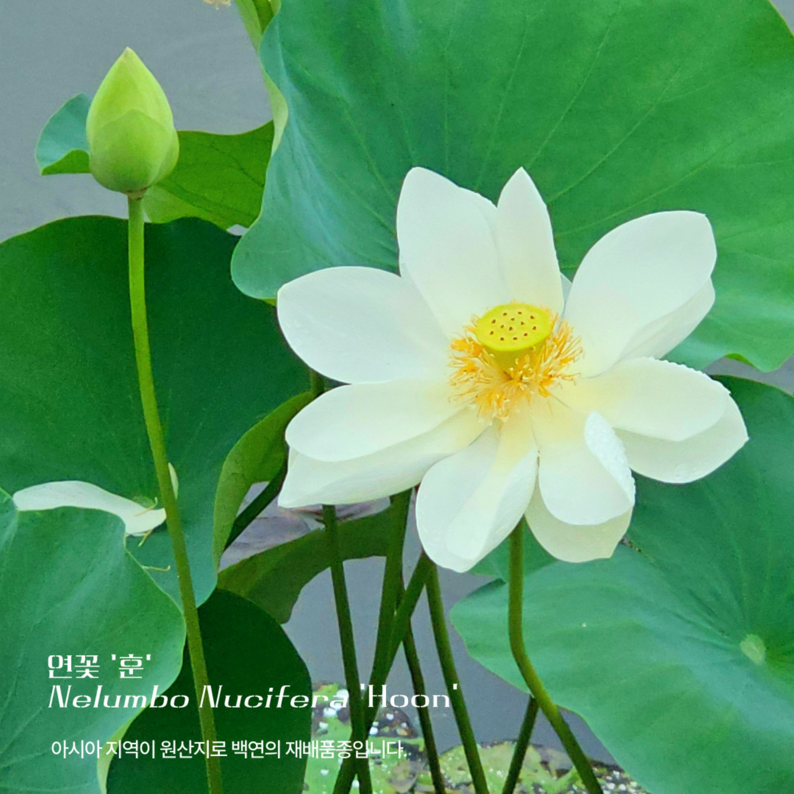 11.푸른수목원_추천_연꽃_(수련과_식물)_2.jpg
