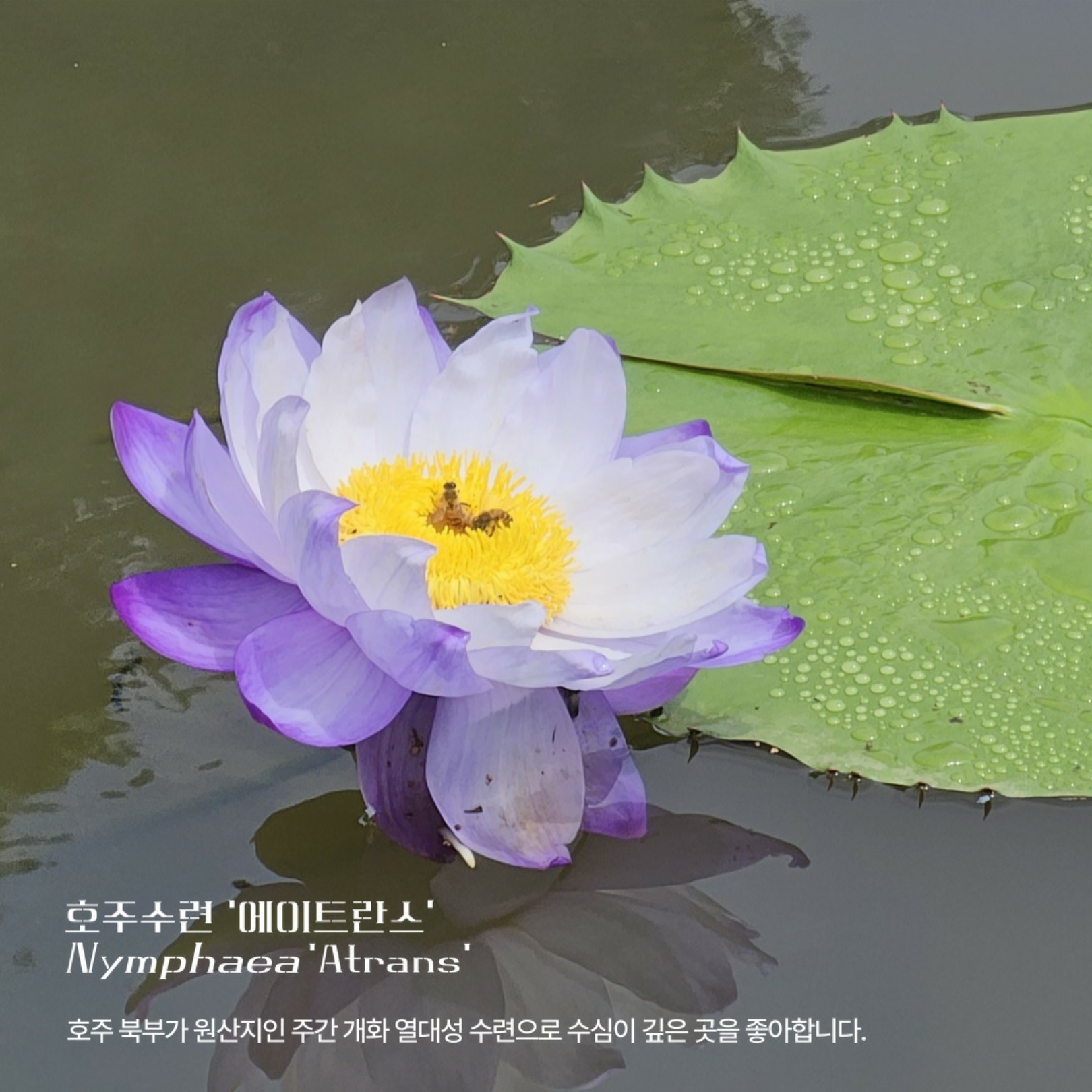 11.푸른수목원_추천_연꽃_(수련과_식물)_7.jpg