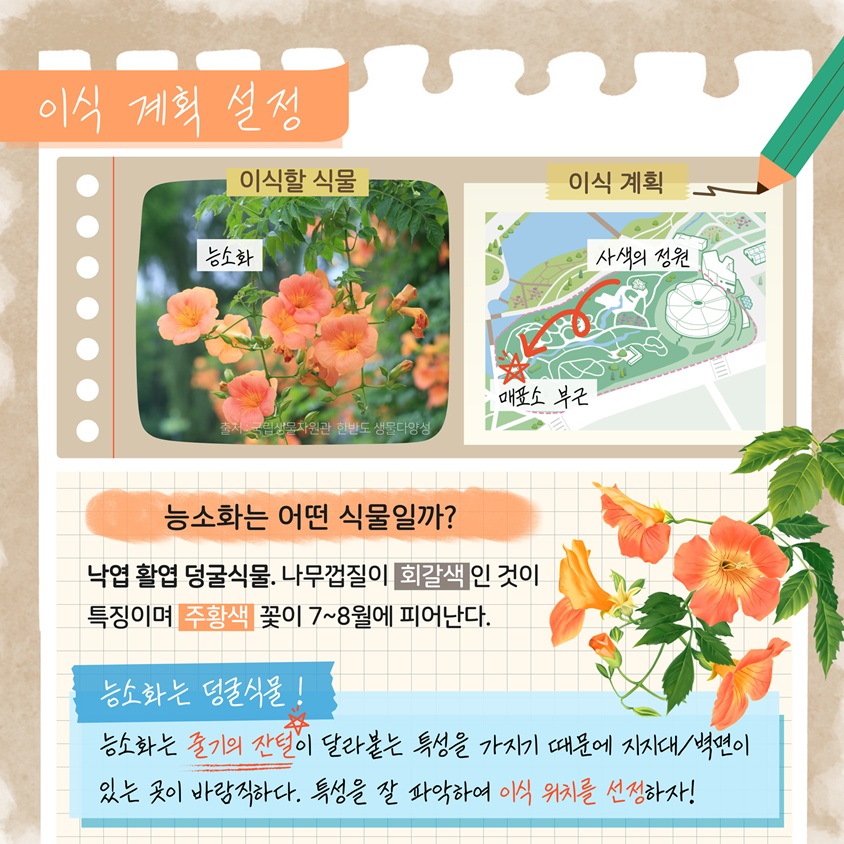 이식 계획 설정
이식할 식물 능소화
이식계획 사색의 정원에서 매표소 부근
능소화는 어떤 식물일까 낙엽 활엽 덩굴식물. 나무껍질이 회갈색인 것이 특징이며 주황색 꽃이 7~8월에 피어난다.
능소화는 덩굴식물 능소화는 줄기의 잔털이 달라붙는 특성을 가지기 때문에 지지대 벽면이 있는 곳이 바람직하다. 특성을 잘 파악하여 이식 위치를 선정하자.