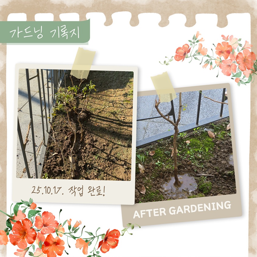 가드닝 기록지
25년10월17일 작업완료 사진
AFTER GARDENING