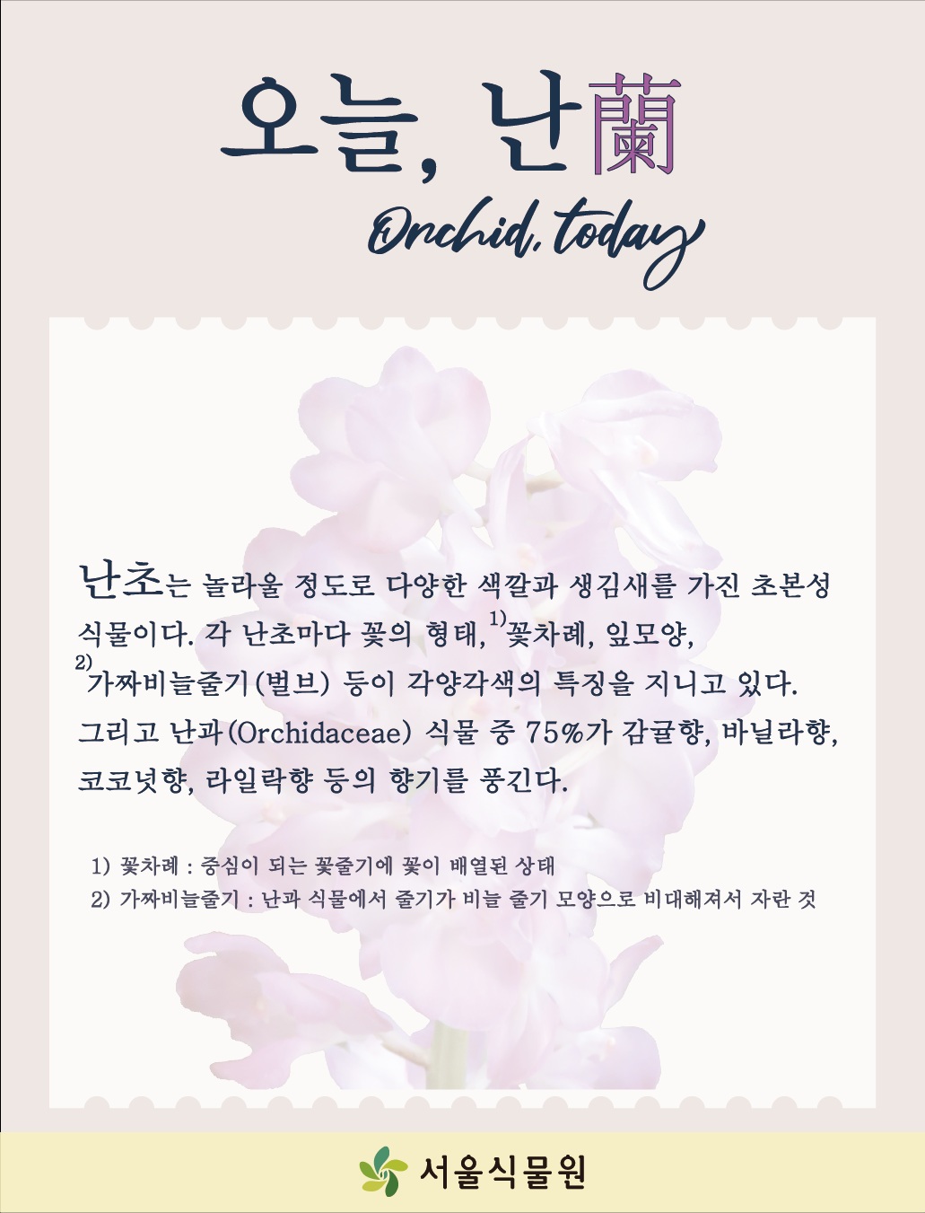 오늘, 난 Orchid, today
난초는 놀라울 정도로 다양한 색깔과 생김새를 가진 초본성 식물이다. 각 난초마다 꽃의 형태, 1)꽃차례, 입모양, 2)가짜비늘줄기(벌브) 등이 각양각색의 특징을 지니고 있다. 그리고 난과(Orchidaceae)식물 중 75%가 감귤향, 바닐라향, 코코넛향, 라일락향 등의 향기를 풍긴다.
1) 꽃차례: 중심이 되는 꽃줄기에 꽃이 배열된 상태
2) 가짜비늘줄기: 난과 식물에서 줄기가 비늘 줄기 모양으로 비대해져서 자란 것
서울식물원