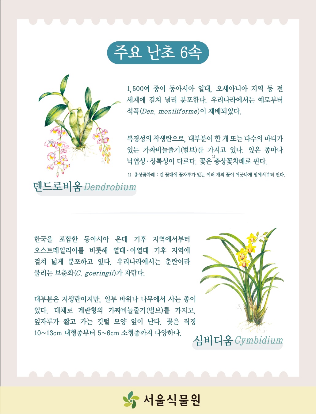 주요 난초 6속
덴드로비움 Dendrobium
1500여 종이 동아시아 일대, 오세아니아 지역 등 전세계에 걸쳐 널리 분포한다. 우리나라에서는 예로부터 석곡(Den, moniliforme)이 재배되었다.
복경성의 착생란으로, 대부분이 한 개 또는 다수의 마디가 있는 가짜비늘줄기(벌브)를 가지고 있다. 잎은 종마다 낙엽성, 상록성이 다르다. 꽃은 1)총상꽃차례로 핀다.
1) 총상꽃차례: 긴 꽃대에 꽃자루가 있는 여러 개의 꽃이 어긋나게 밑에서부터 핀다.
심비디움 Cymbidium
한국을 포함한 동아시아 온대 기후 지역에서부터 오스트레일리아를 비롯해 열대, 아열대 기후 지역에 걸쳐 넓게 분포하고 있다. 우리나라에서는 춘란이라 불리는 보춘화(C.goeringii)가 자란다.
대부분은 지생란이지만, 일부 바위나 나무에서 사는 종이 있다. 대체로 계란형의 가짜비늘줄기(벌브)를 가지고, 잎자루가 짧고 가는 깃털 모양 잎이 난다. 꽃은 직경 10에서 13cm 대형종부터 5에서 6cm 소형종까지 다양하다.
서울식물원