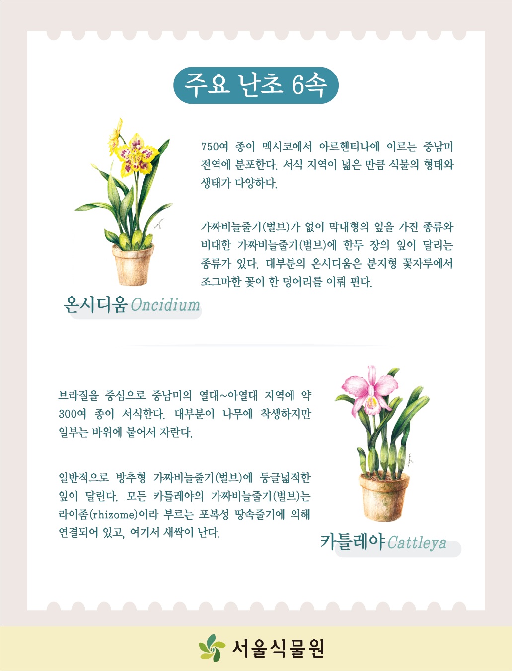 주요 난초 6속
온시디움 Oncidium
750여 종이 멕시코에서 아르헨티나에 이르는 중남미 전역에 분포한다. 서식 지역이 넓은 만큼 식물의 형태와 생태가 다양하다.
가짜비늘줄기(벌브)가 없이 막대형의 잎을 가진 종류와 비대한 가짜비늘줄기(벌브)에 한두 장의 잎이 달리는 종류가 있다. 대부분의 온시디움은 분지형 꽃자루에서 조그마한 꽃이 한 덩어리를 이뤄 핀다.
카틀레야 Cattleya
브라질을 중심으로 중남미의 열대~아열대 지역에 약 300여 종이 서식한다. 대부분이 나무에 착생하지만 일부는 바위에 붙어서 자란다.
일반적으로 방추형 가짜비늘줄기(벌브)에 둥글넓적한 잎이 달린다. 모든 카틀레야의 가짜비늘줄기(벌브)는 라이좀(rhizome)이라 부르는 포복성 땅속줄기에 의해 연결되어 있고, 여기서 새싹이 난다.
서울식물원