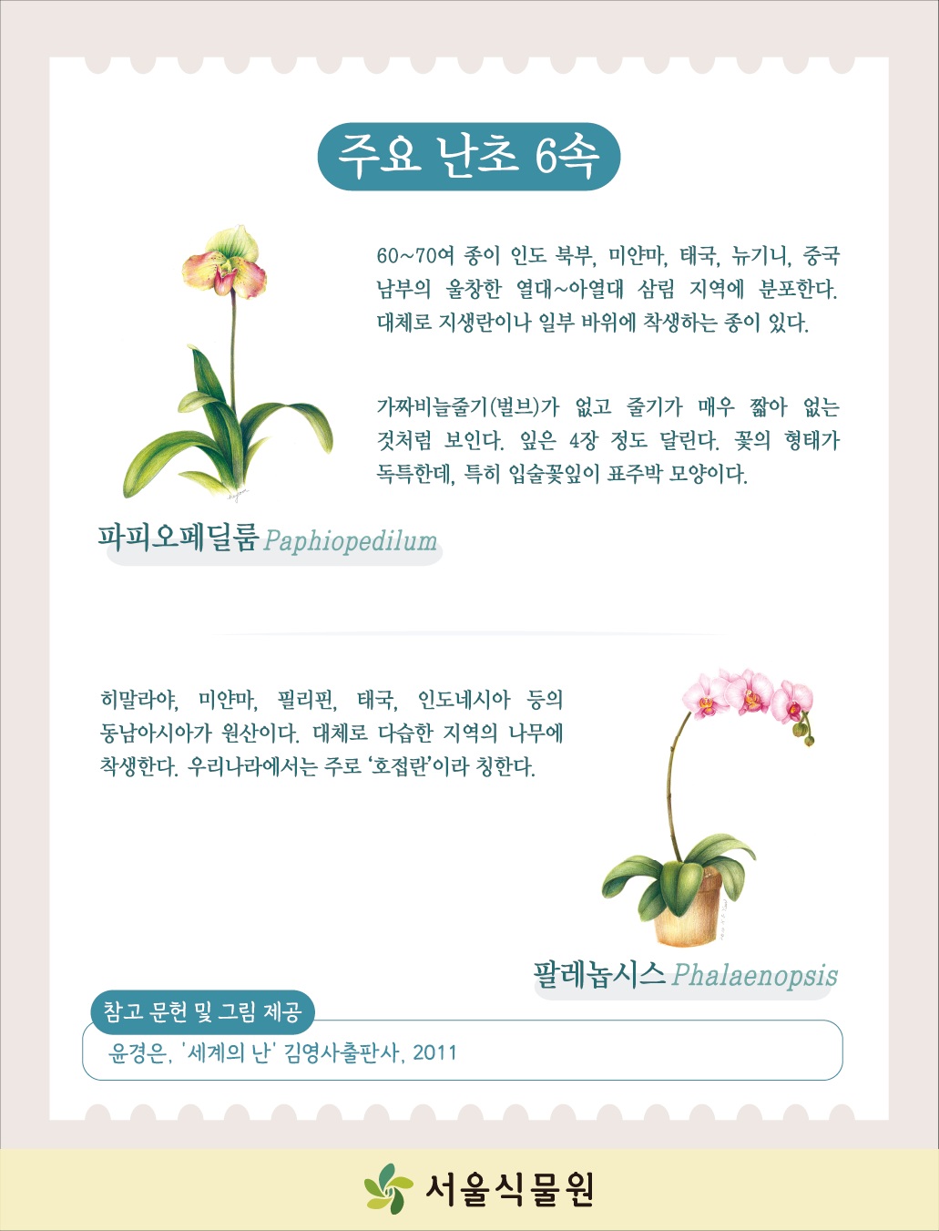 주요 난초 6속
파피오페딜룸 Paphiopedilum
60~70여 종이 인도 북부, 미얀마, 태국, 뉴기니, 중국 남부의 울창한 열대~아열대 삼림 지역에 분포한다. 대체로 지생란이나 일부 바위에 착생하는 종이 있다.
가짜비늘줄기(벌브)가 없고 줄기가 매우 짧아 없는 것처럼 보인다. 잎은 4장 정도 달린다. 꽃의 형태가 독특한데, 특히 입술꽃잎이 표주박 모양이다.
팔레놉시스 Phalaenopsis
히말라야, 미얀마, 필리핀, 태국, 인도네시아 등의 동남아시아가 원산이다. 대체로 다습한 지역의 나무에 착생한다. 우리나라에서는 주로 ‘호접란’이라 칭한다.
참고 문헌 및 그림 제공 윤경은, ‘세계의 난’ 김영사출판사, 2011
서울식물원