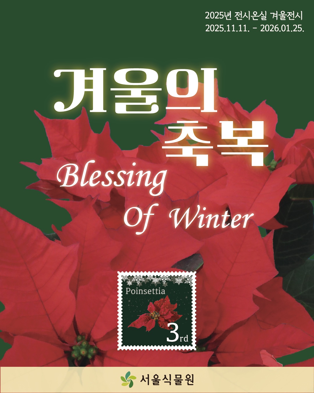 2025년 전시온실 겨울전시
2025년 11월 11일부터 2026년 1월 25일까지
겨울의 축복 Blessing Of Winter
Poinsettia 3rd
서울식물원