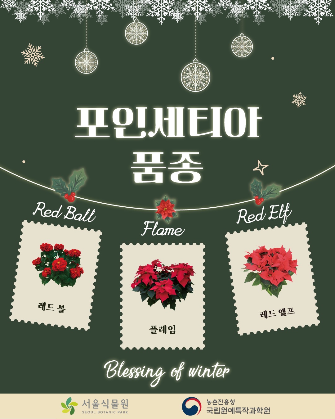 포인세티아 품종
레드 볼 Red Ball, 플레임 Flame, 레드 엘프 Red Elf
Blessing of Winter
서울식물원, 농촌진흥청 국립원예특작과학원