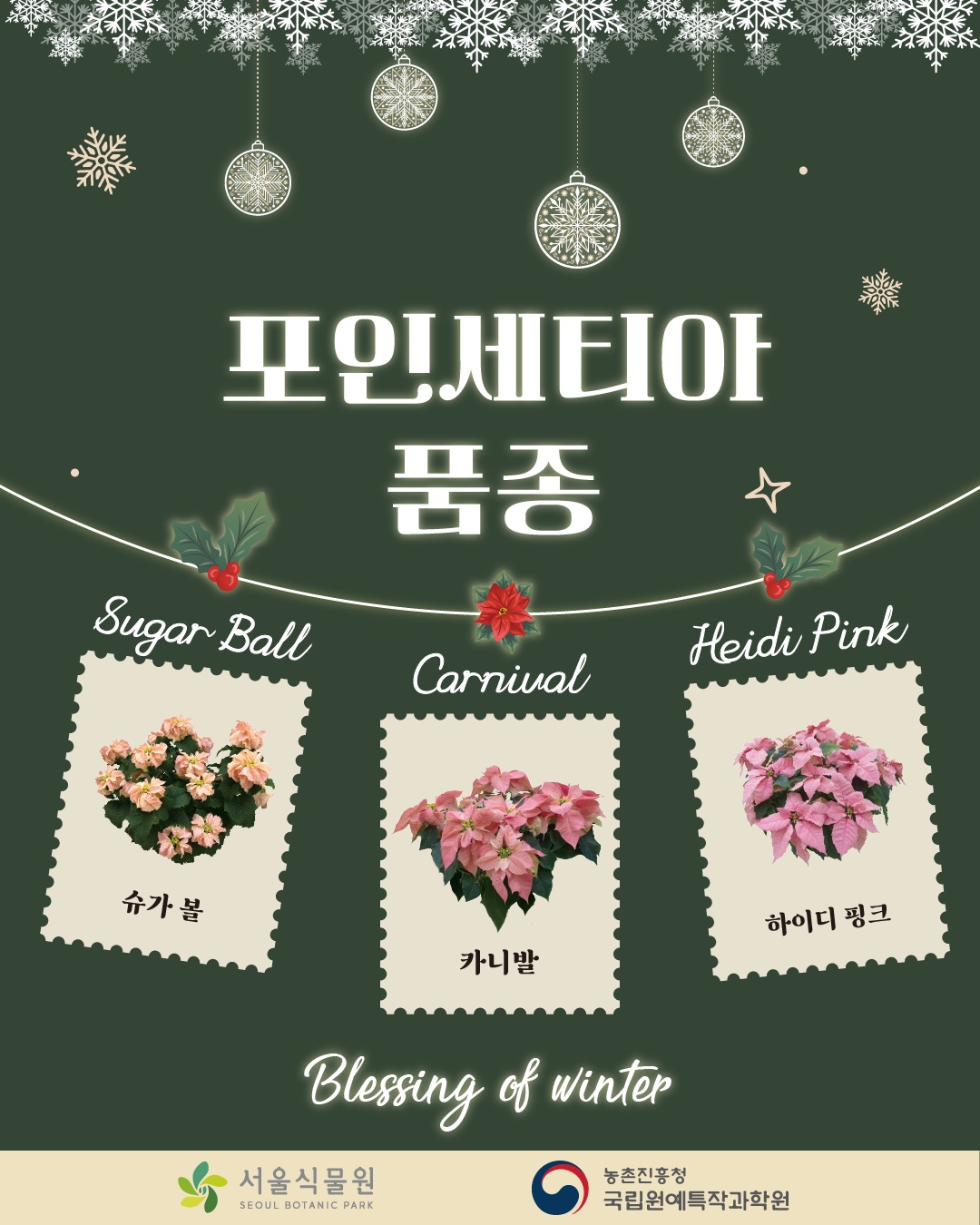 포인세티아 품종
슈가 볼 Sugar Ball, 카니발 Carnival, 하이디 핑크 Heidi Pink
Blessing of Winter
서울식물원, 농촌진흥청 국립원예특작과학원