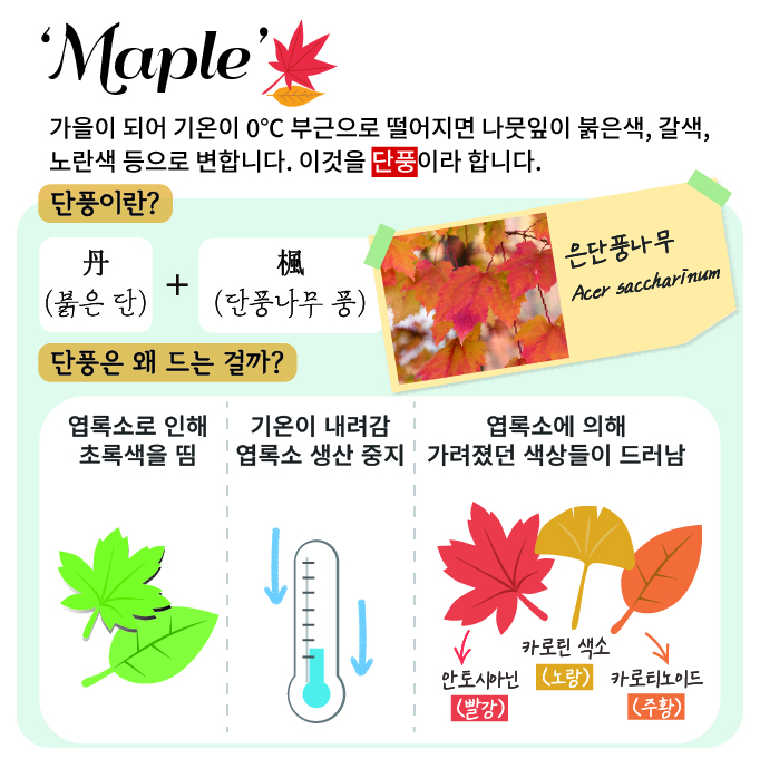 가을의 끝에서 만나는 단풍정원3 ‘Maple’
가을이 되어 기온이 3도씨 부근으로 떨어지면 나뭇잎이 붉은색, 갈색, 노란색 등으로 변합니다. 이것을 단풍이라 합니다.
단풍이란? 붉은 단, 단풍나무 풍
은단풍나무 Acer saccharinum
단풍은 왜 드는 걸까?
엽록소로 인해 초록색을 띰, 기온이 내려감 엽록소 생산 중지, 엽록소에 의해 가려졌던 색상들이 드러남(안토시아닌 빨강, 카로틴 색소 노랑, 카로티노이드 주황)