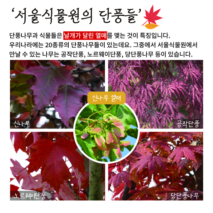 가을의 끝에서 만나는 단풍정원4 서울식물원의 단풍들
단풍나무과 식물들은 날개가 달린 열매를 맺는 것이 특징입니다. 우리나라에는 20종류의 단풍나무들이 있는데요, 그중에서 서울식물원에서 만날 수 있는 나무는 공작단풍, 노르웨이단풍, 당단풍나무 등이 있습니다.
신나무, 공작단풍, 노르웨이단풍, 당단풍나무, 신나무 열매