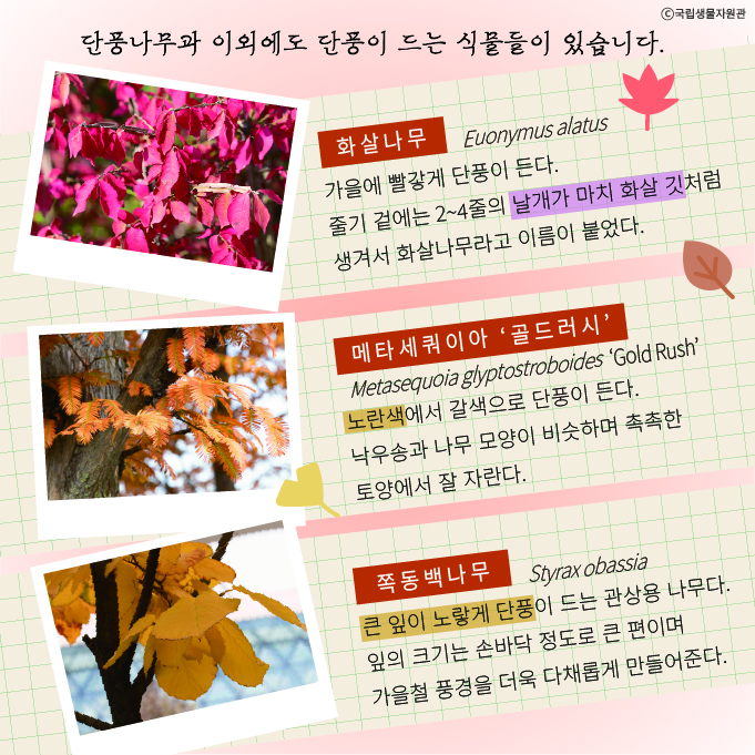 가을의 끝에서 만나는 단풍정원5 단풍나무과 이외에도 단풍이 드는 식물들이 있습니다.
화살나무(Euonymus alatus): 가을에 빨갛게 단풍이 든다. 줄기 겉에는 2-4줄의 날개가 마치 화살 깃처럼 생겨서 화살나무라고 이름이 붙었다.
메타세쿼이어 ‘골드러시’(Metasequoia glyptostroboides ‘Gold Rush’): 노란색에서 갈색으로 단풍이 든다. 낙우송과 나무 모양이 비슷하며 촉촉한 토양에서 잘 자란다.
쪽동백나무(Styrax obassia): 큰 잎이 노랗게 단풍이 드는 관상용 나무다. 잎의 크기는 손바닥 정도로 큰 편이며 가을철 풍경을 더욱 다채롭게 만들어준다.