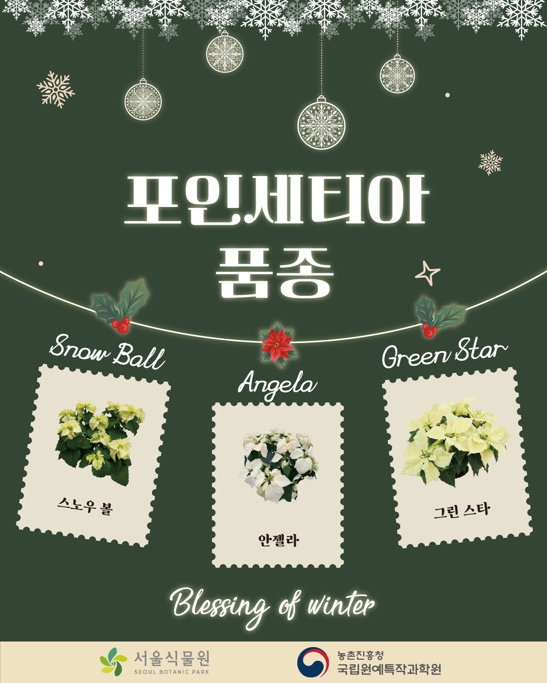 포인세티아 품종
스노우 볼 Snow Ball, 안젤라 Angela, 그린 스타 Green Star
Blessing of Winter
서울식물원, 농촌진흥청 국립원예특작과학원